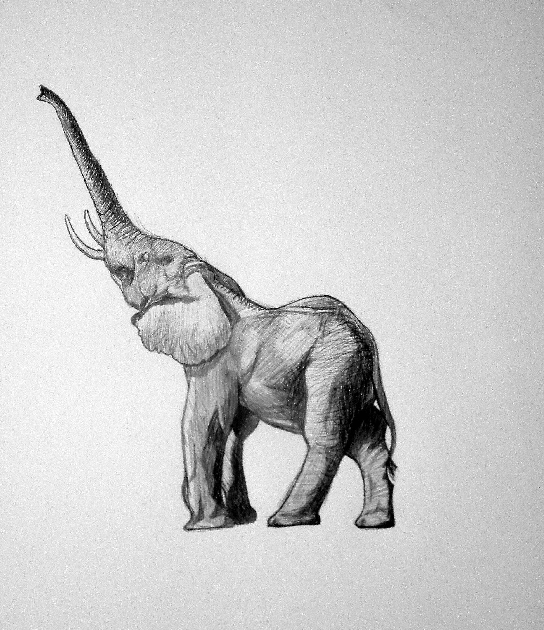 Baby Elephant Pencil Drawing