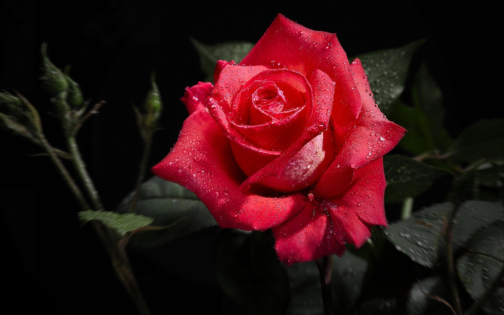 Wet red rose #7040016
