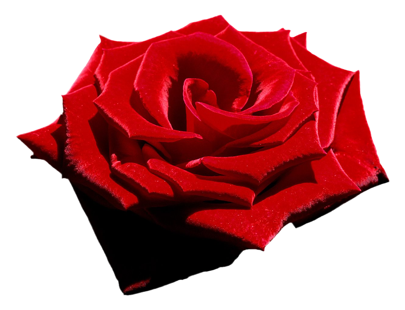 Velvet Red Rose, Png file, Attention only the maximum original 
