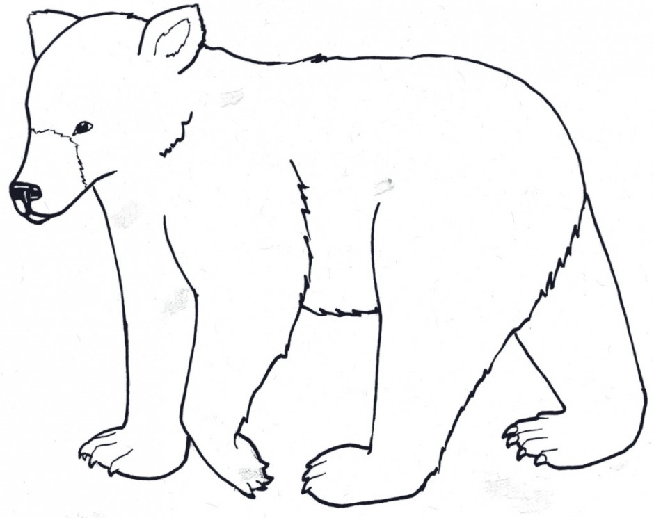 Grizzly Bear Coloring Page Koala Polar Free Printable Pictures Of 