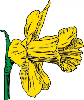 Daffodil clip art Vector clip art - Free vector for free download