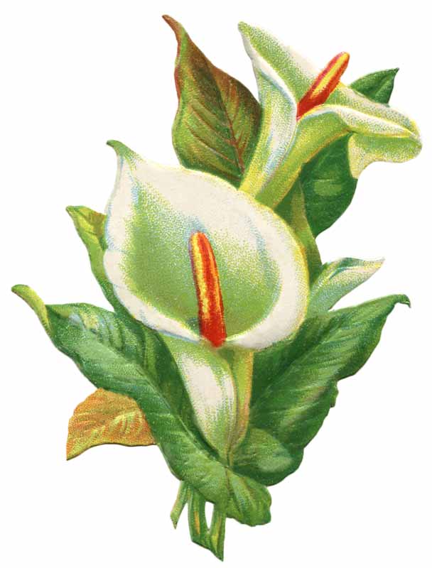 Vintage Easter Lily Clip Art @ Vintage Fangirl