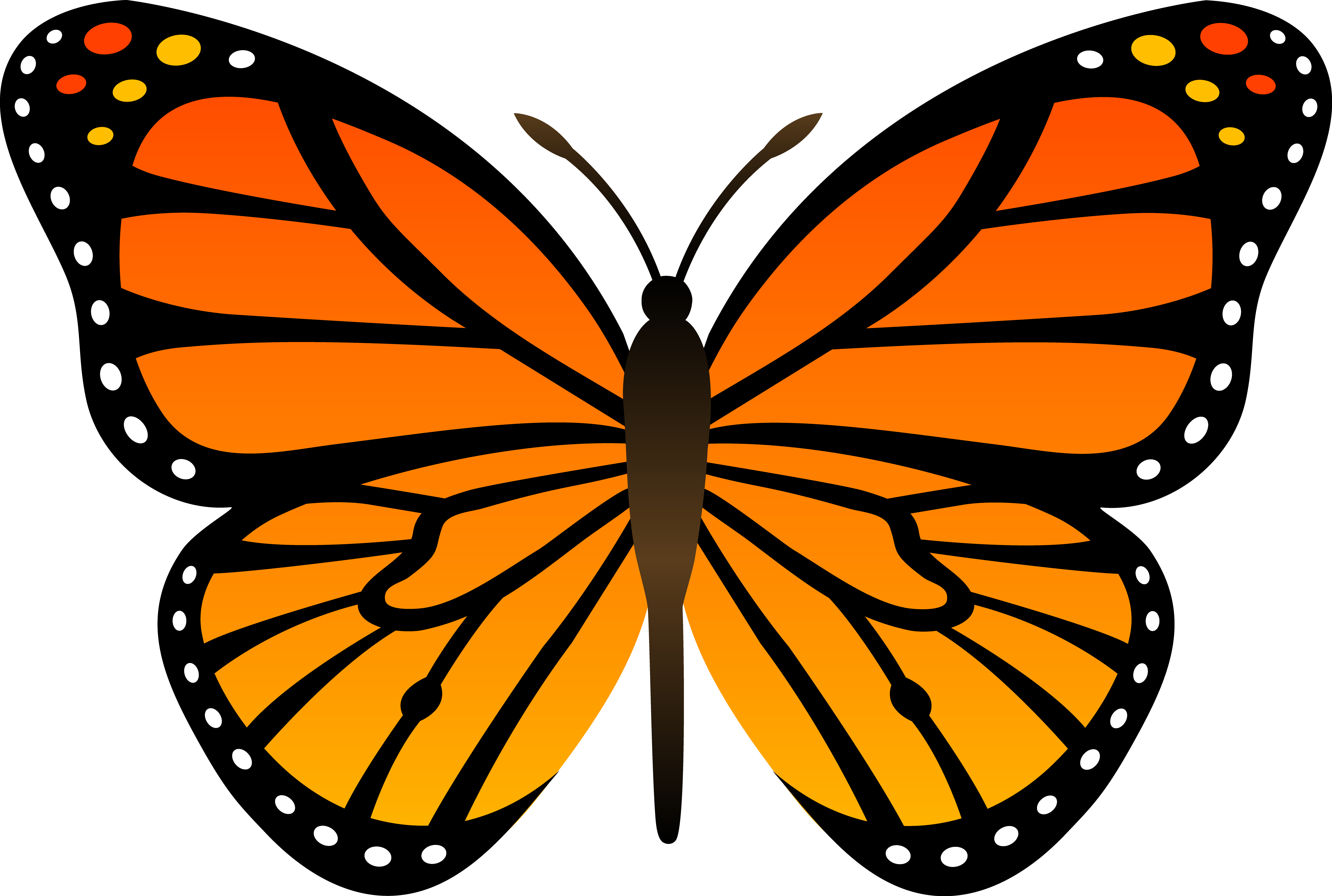 Cartoon Butterfly Image 