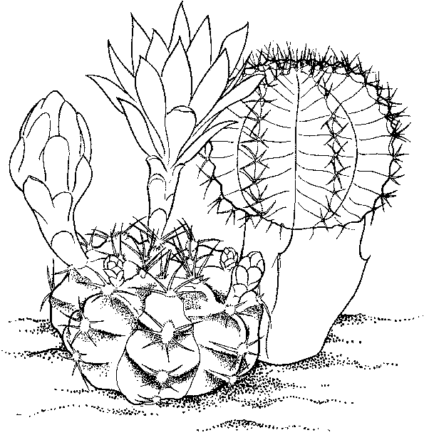 Cactus Coloring Page Images  Pictures - Becuo