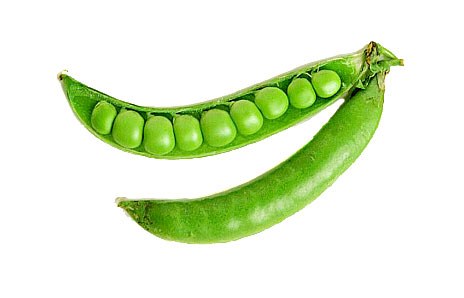 baby pea in a pod clipart people