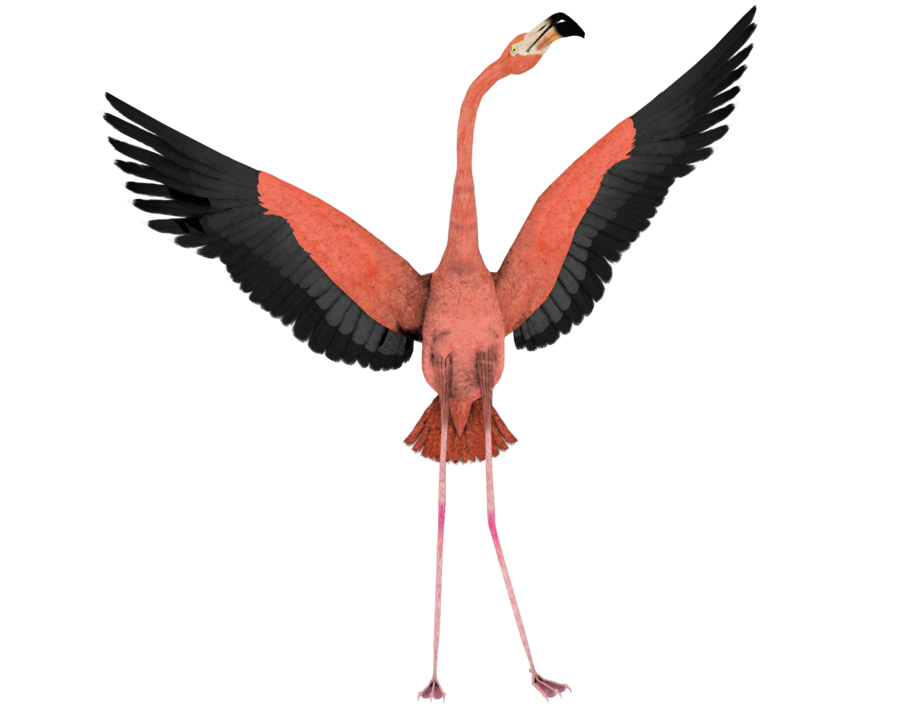 flamingo wings wide open fly