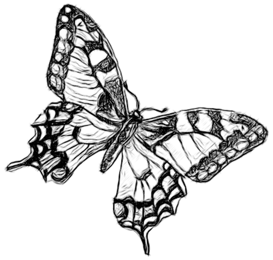 Featured image of post Pencil Drawing Ideas Butterfly : Learn how to draw pencil of butterfly pictures using these outlines or print just for coloring.