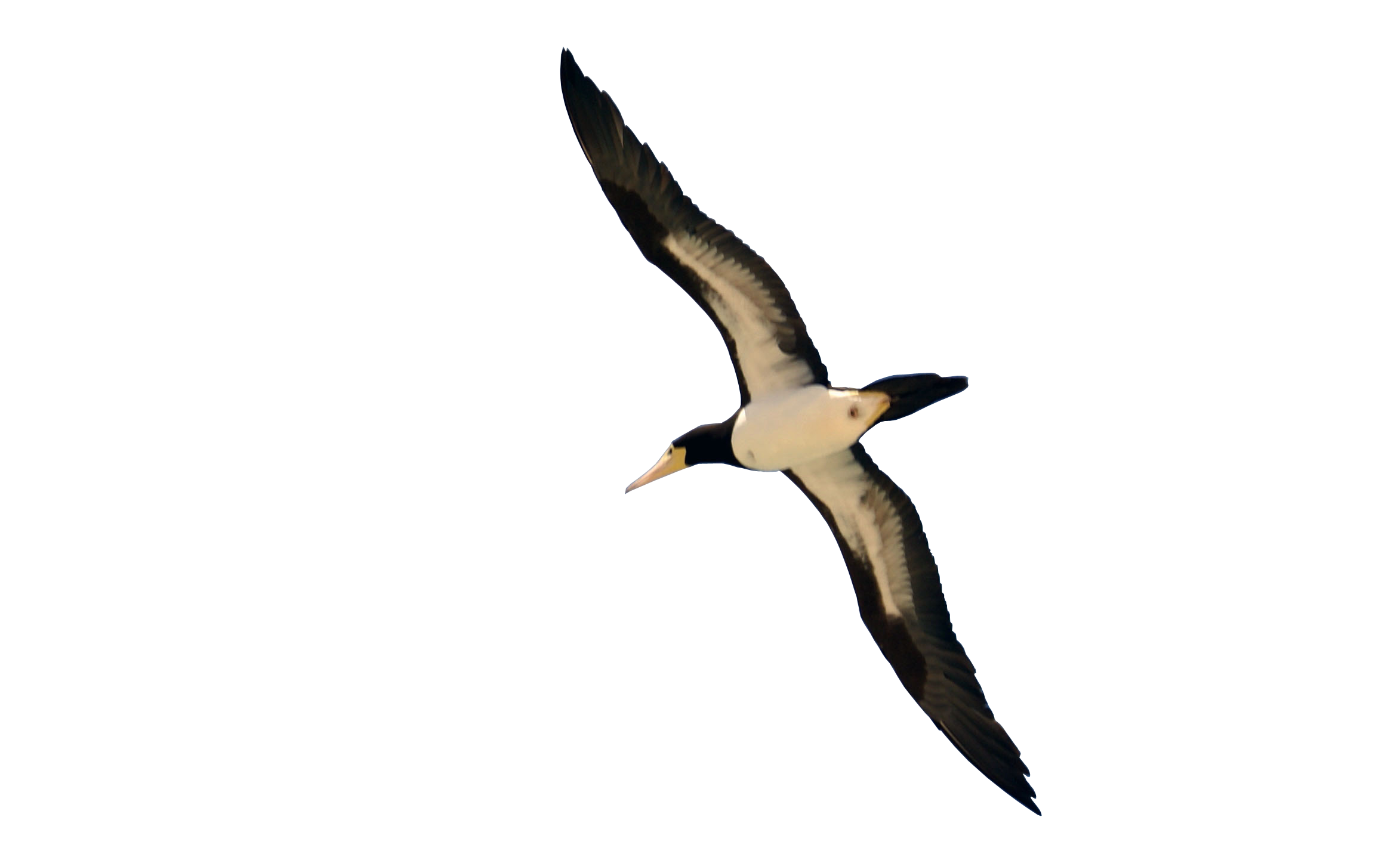 flying bird png | PNG Image