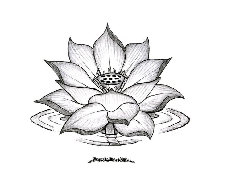 Lotus Flower Drawings for Tattoos | Lotus Flower Drawing Tumblr 