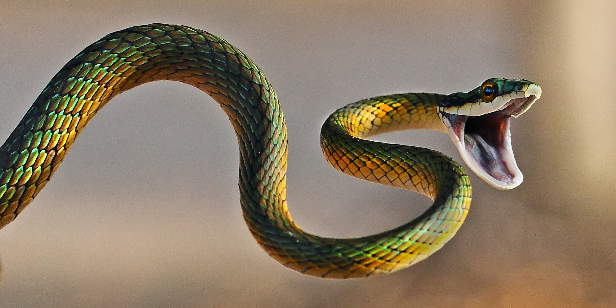 dangerous snakes images clipart