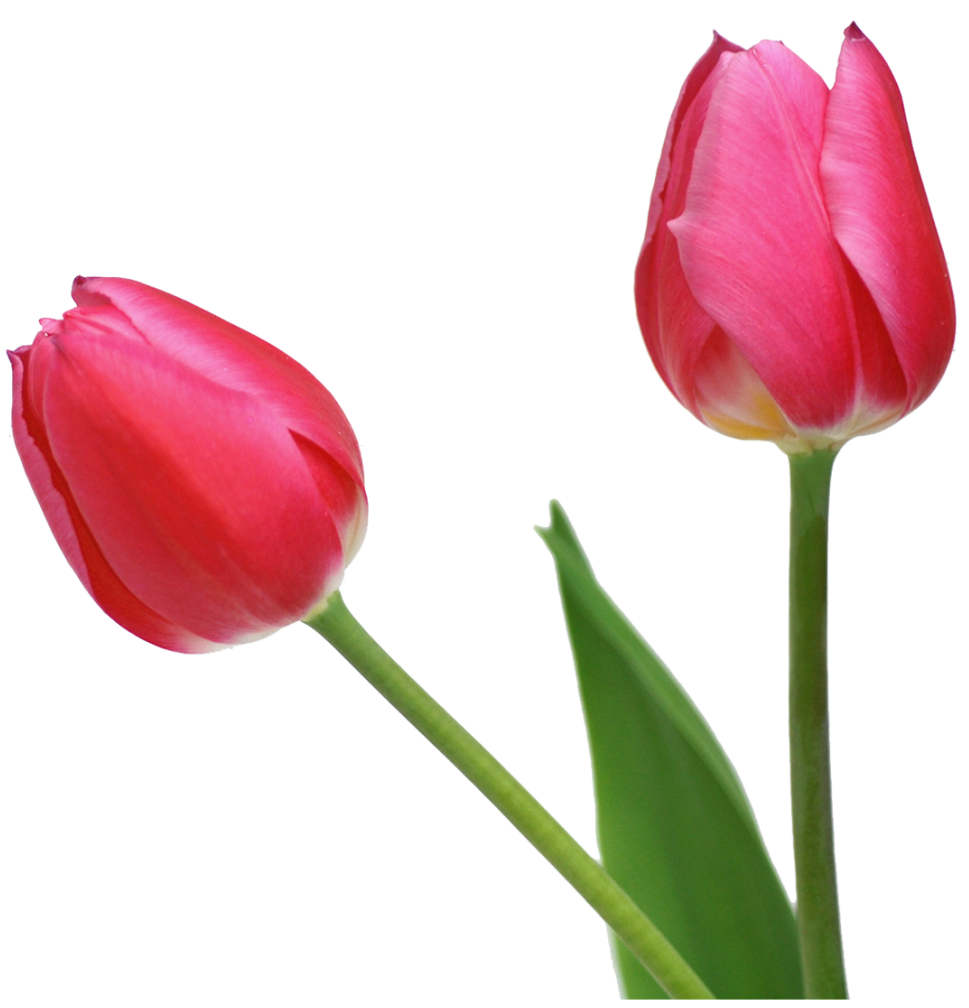 Transparent Tulips PNG Flowers Clipart