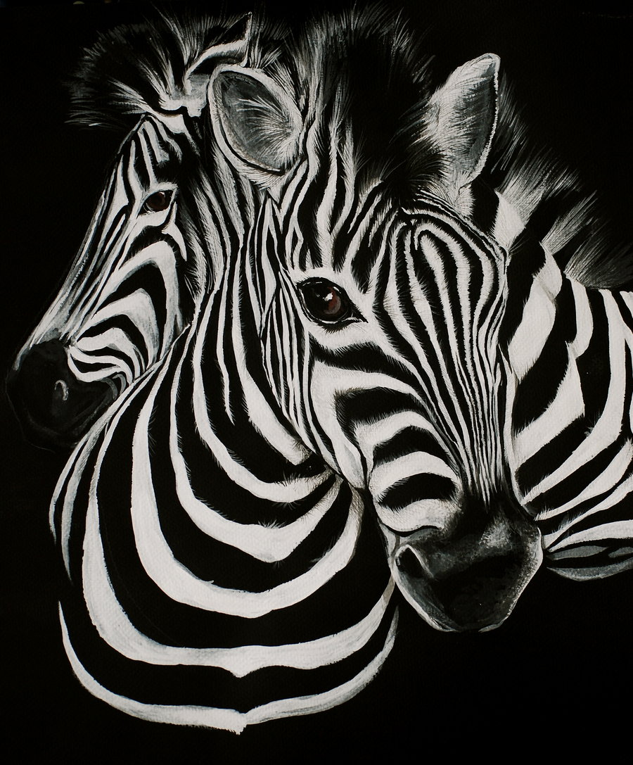 HD Zebra Background Cool Wallpaper | Wallpapers HDR