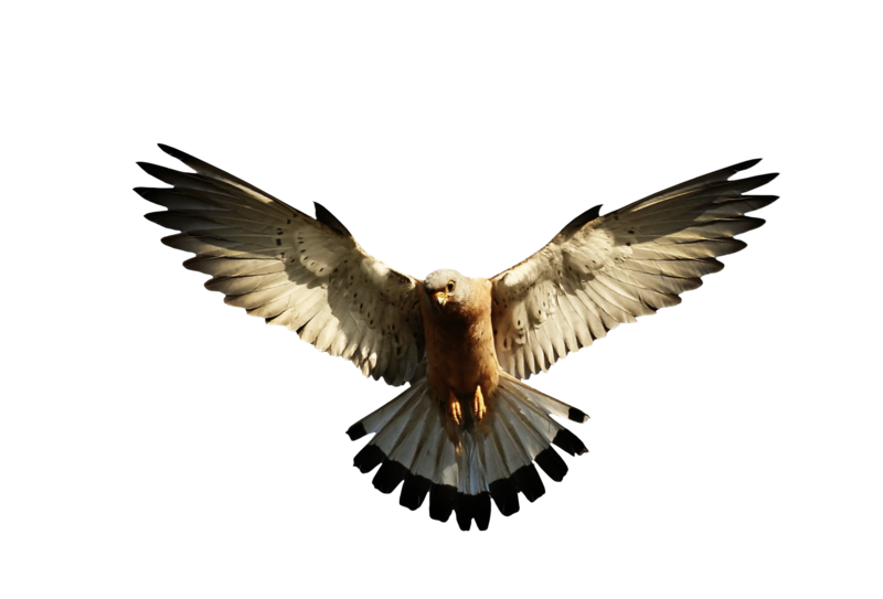 Hawk Fisher PNG by LG-Design on Clipart library