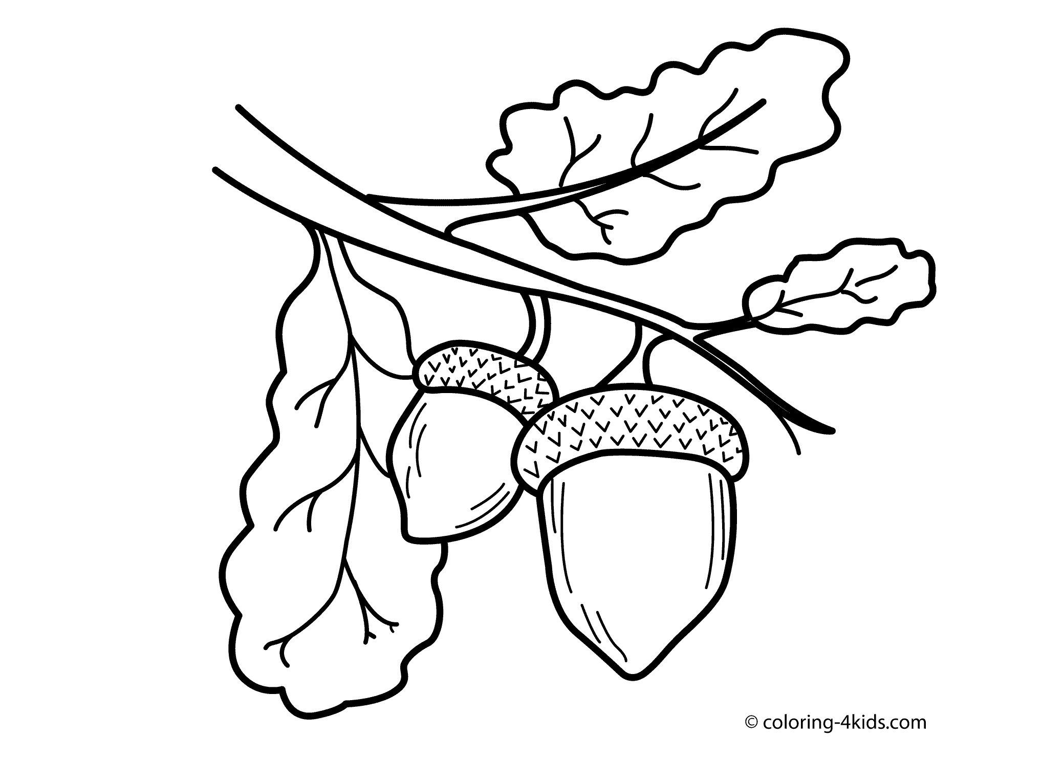 acorn coloring pages