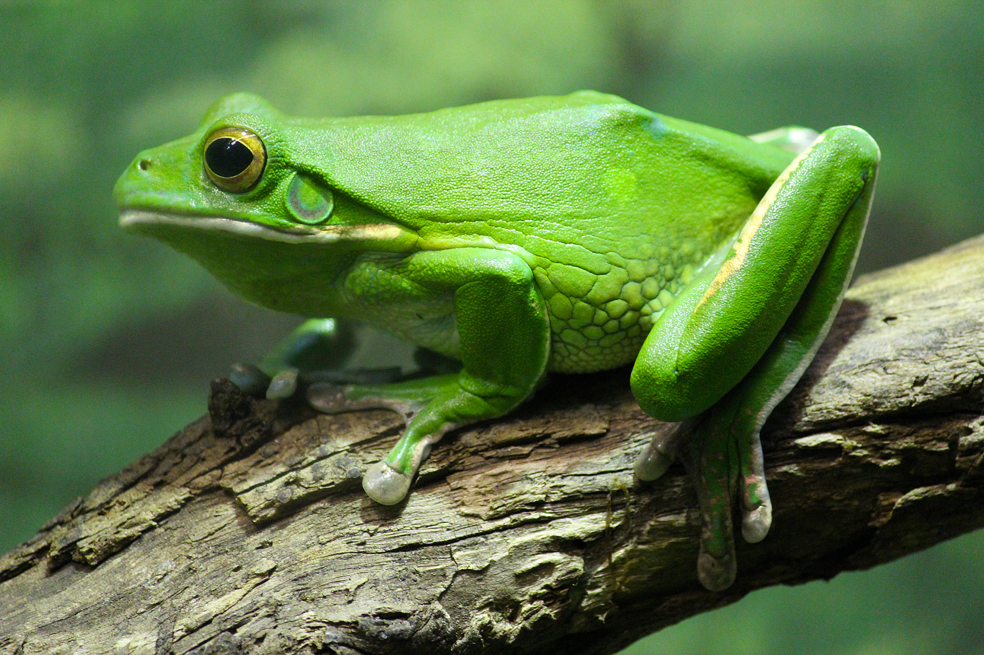 Free Frog Download Free Frog Png Images Free ClipArts On Clipart Library