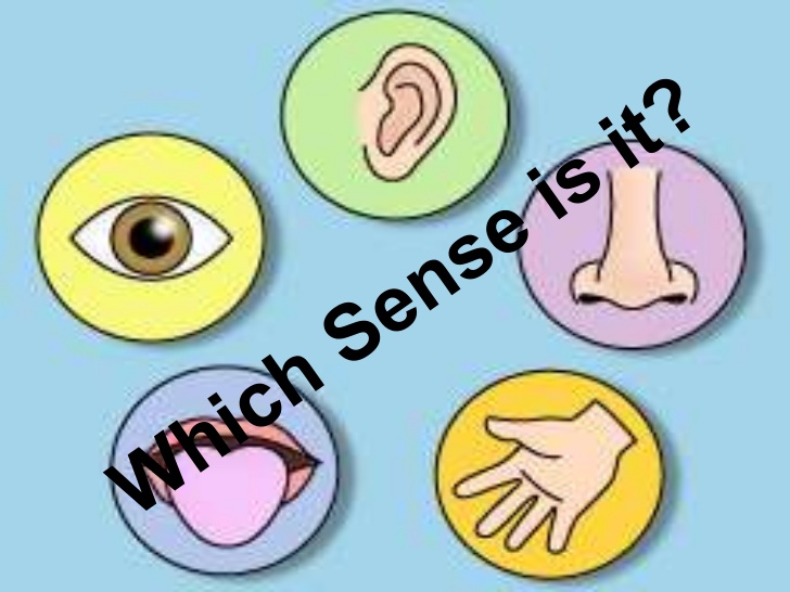 5 Senses Game