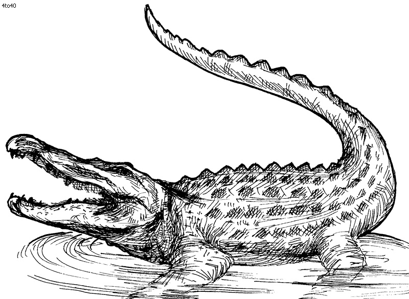 Free Alligator Pictures For Kids Download Free Alligator Pictures For