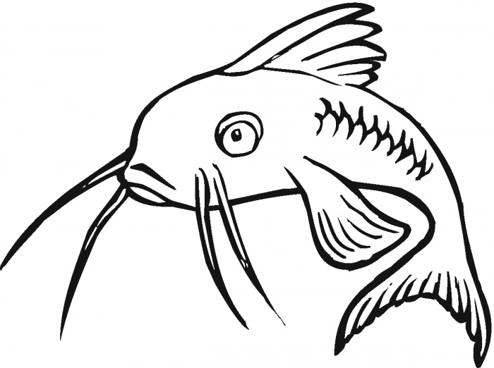 Drawings Of Catfish - Clipart library