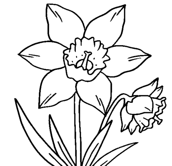 Printable Crocus Flower Coloring Page - Flower Coloring pages of 