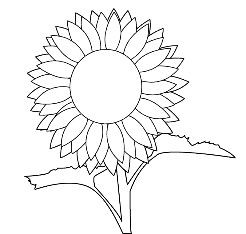 sunflower black and white.