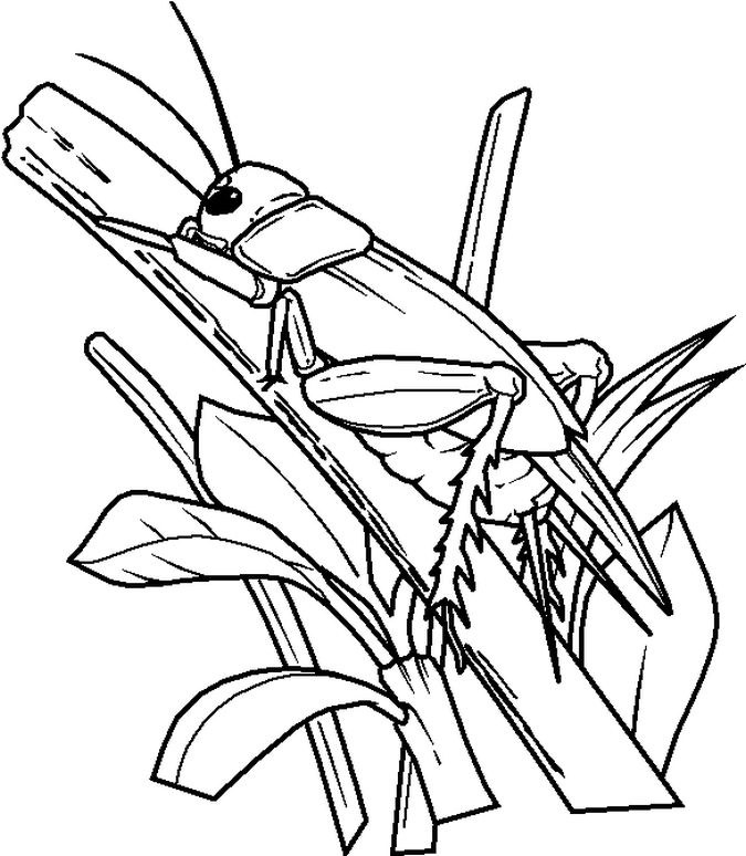 Kids Colouring Corner - Insects