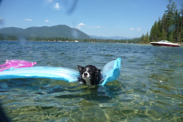Swimming, does your dog like it? - General Border Collie 