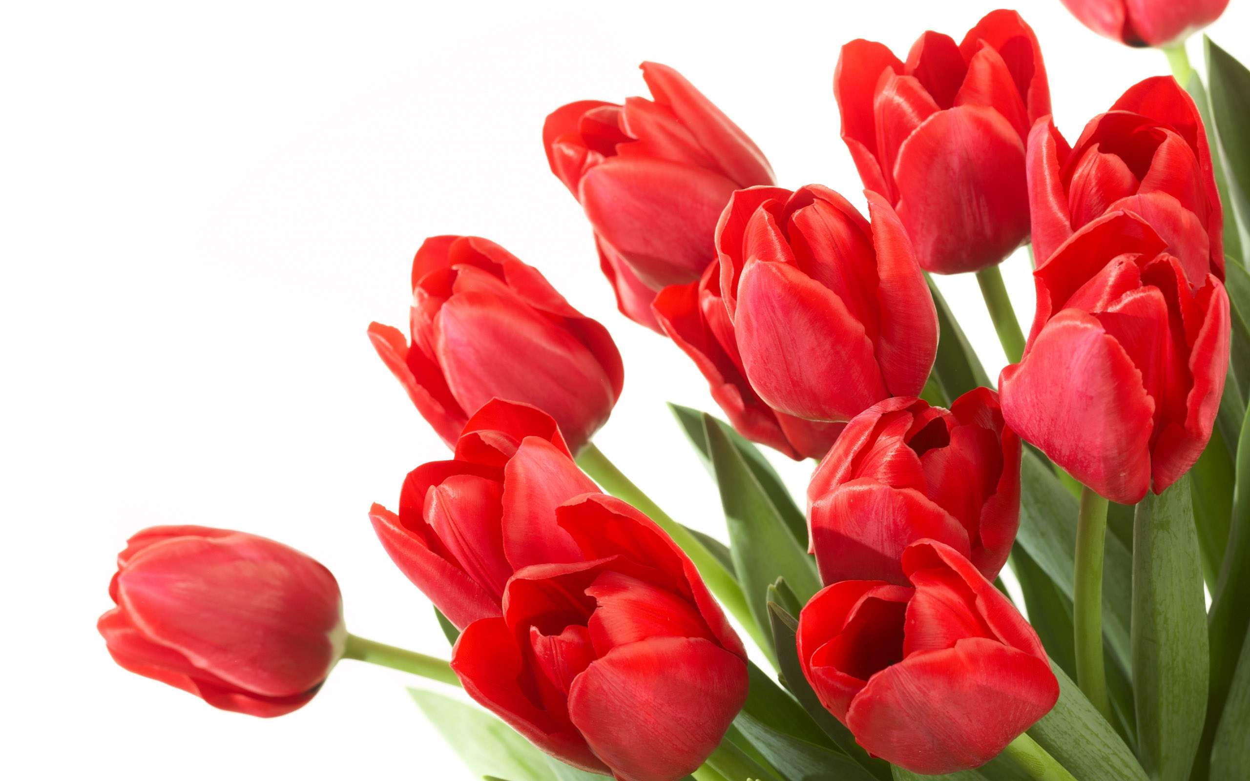 beautiful-tulip-flowers