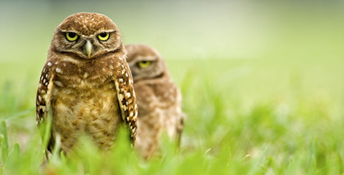 About the Burrowing Owl | The Nature Conservancy