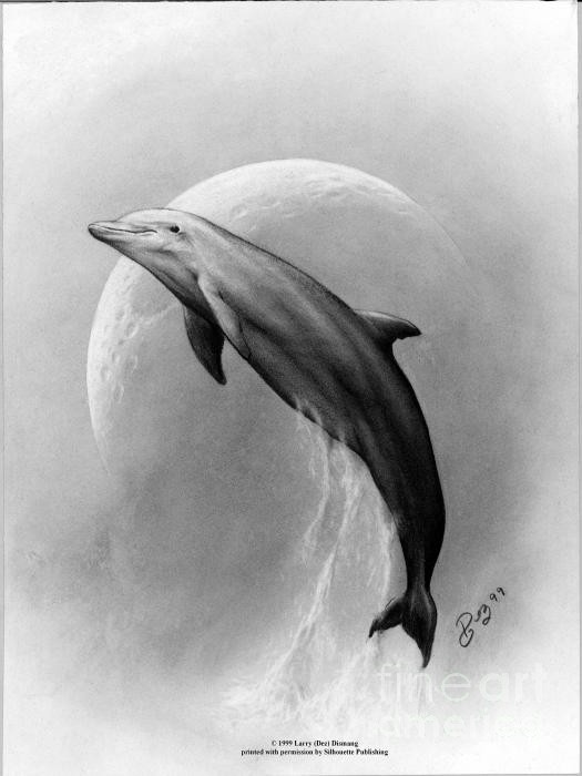 Dolphin Sketch