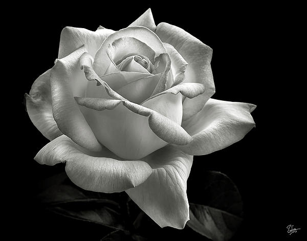 Awesome black and white roses photography | Tumblr Life
