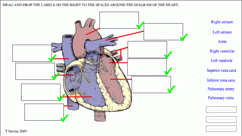 Free Unlabelled Diagram Of The Heart, Download Free Unlabelled Diagram