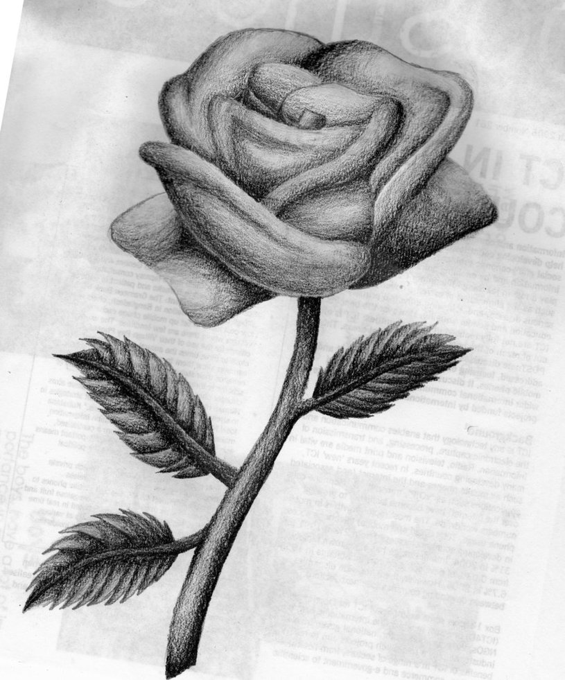 rose flower drawings hard Clip Art Library