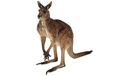 jeanporter - Kangaroos