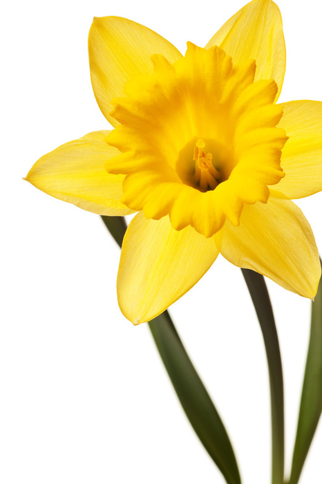 daffodil flower clip art free - photo #35