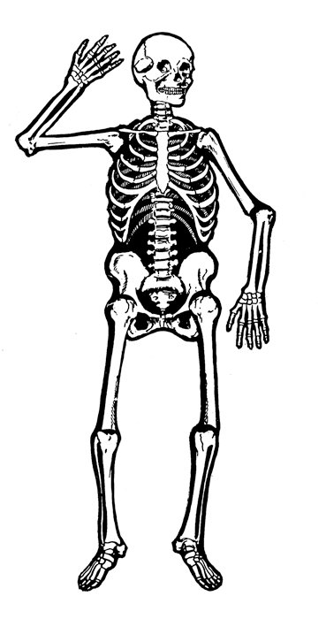 clip art human skeleton - photo #15