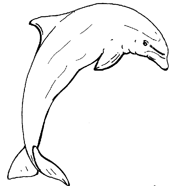 Free Printable Dolphin Pictures, Download Free Clip Art, Free Clip Art