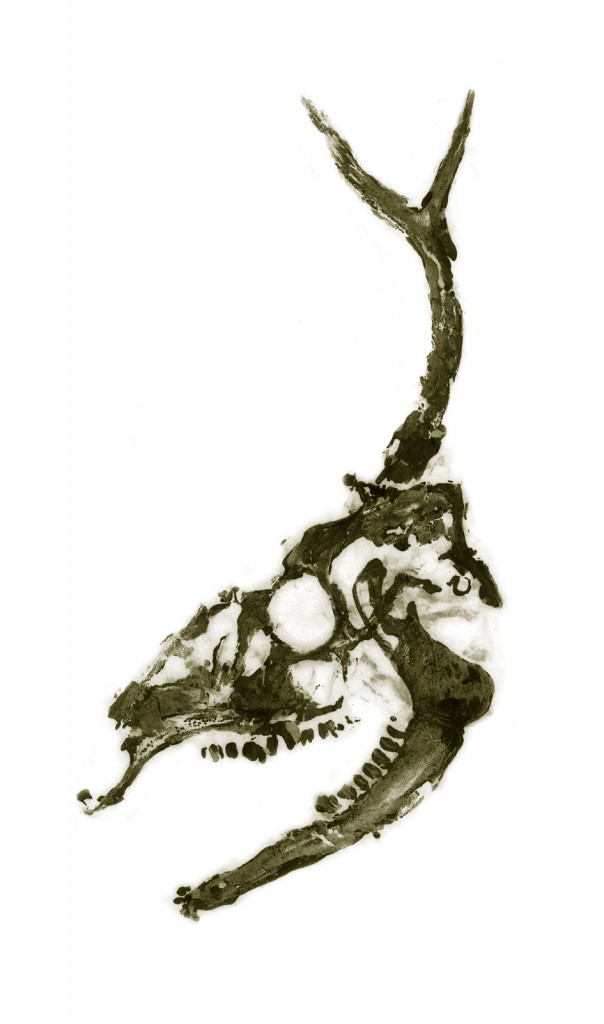 White-tailed Deer Skull |inkedanimal.com