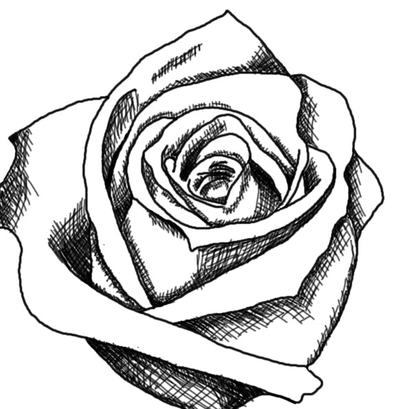 rose black and white clipart lion