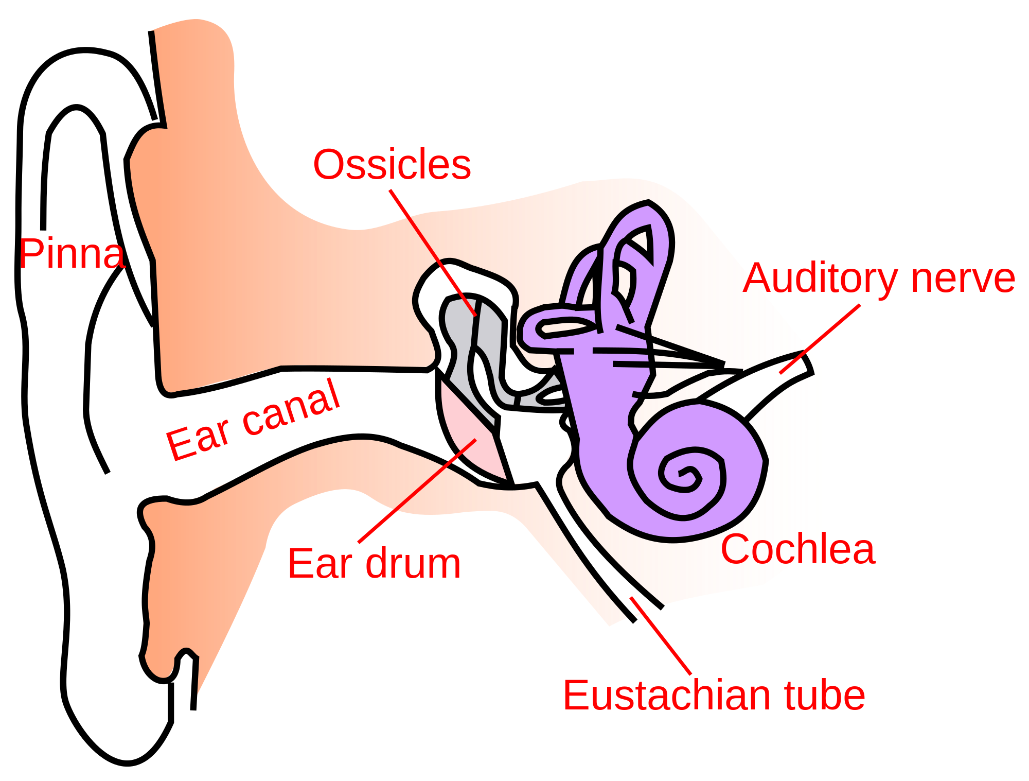 Structure Of Human Ear Class 8 Clip Art Library