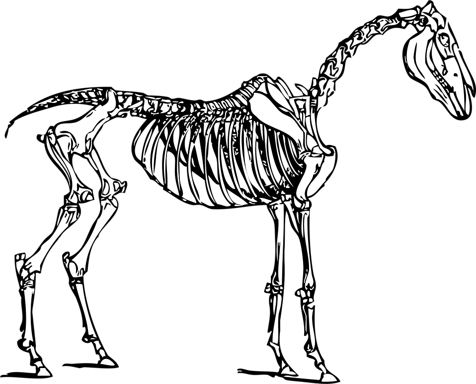 Free Stock Photos | Illustration of a horse skeleton | # 11031 