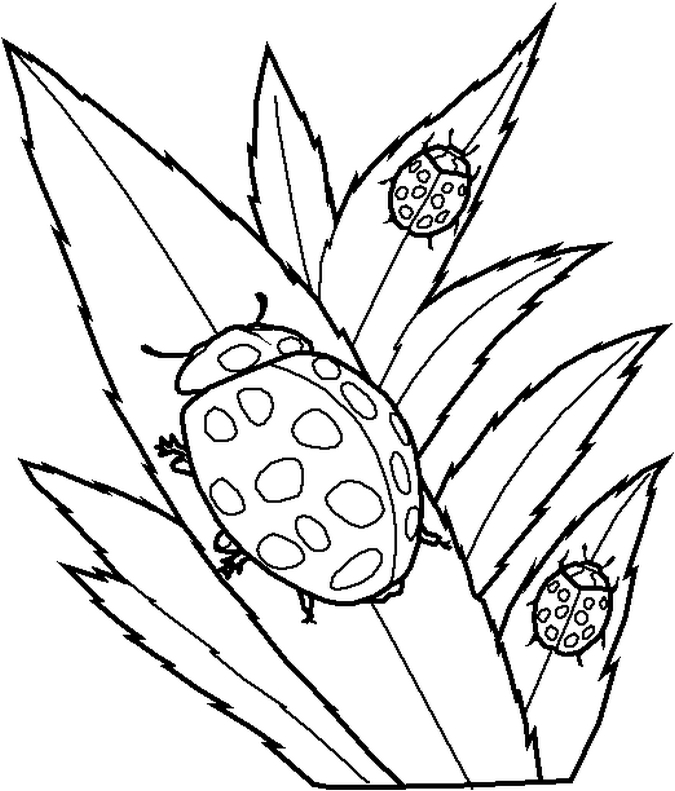Insects And Bugs Coloring Pages Images  Pictures - Becuo