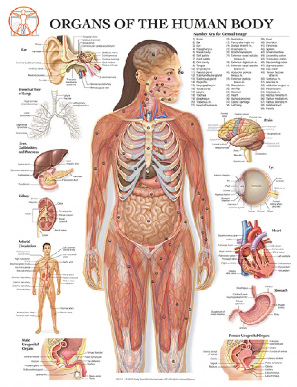 Internal Organs Of The Human Body Anatomical Chart