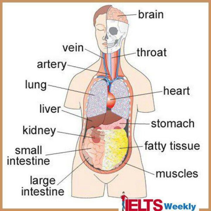  inner Body Parts Name In English Clip Art Library