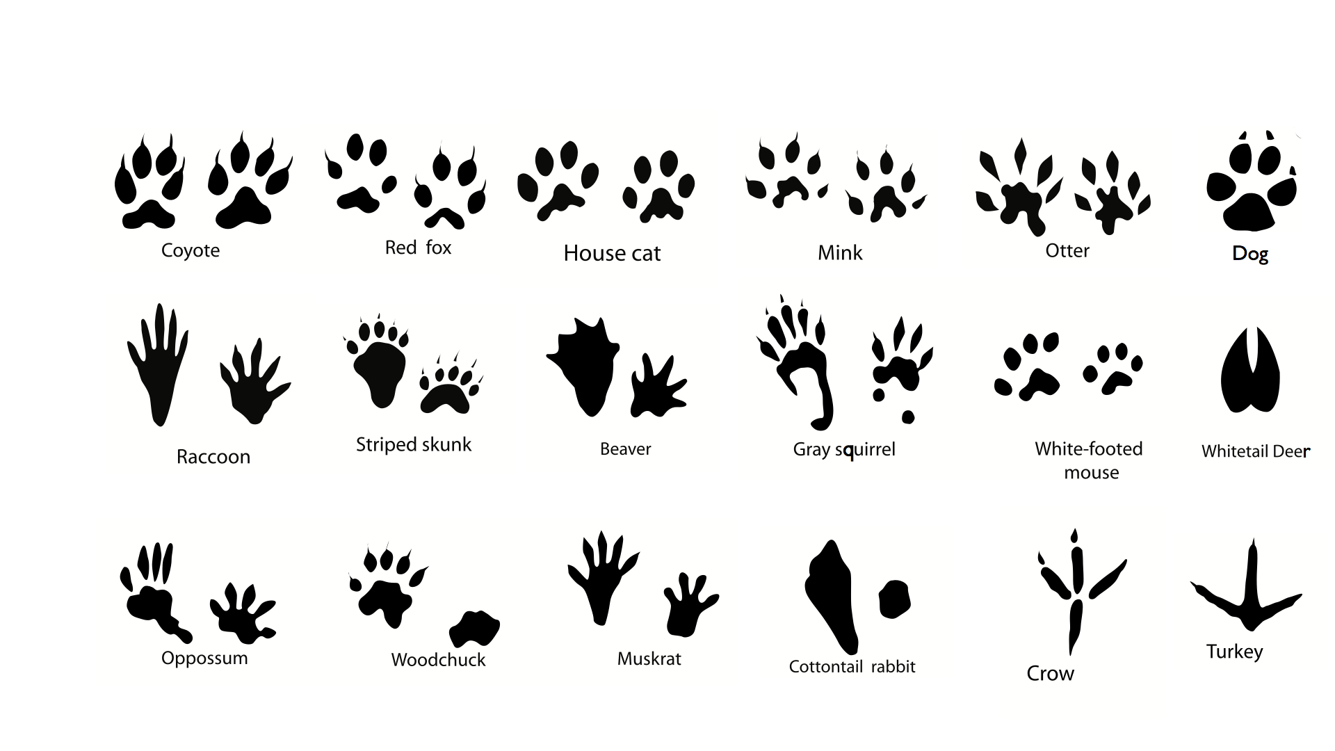 Free Animal Footprints Download Free Animal Footprints png images