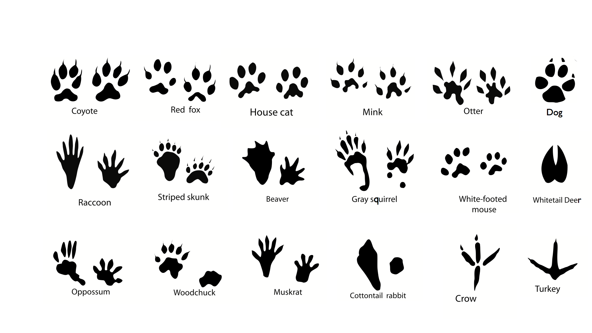 Free Animal Footprints Download Free Animal Footprints Png Images 