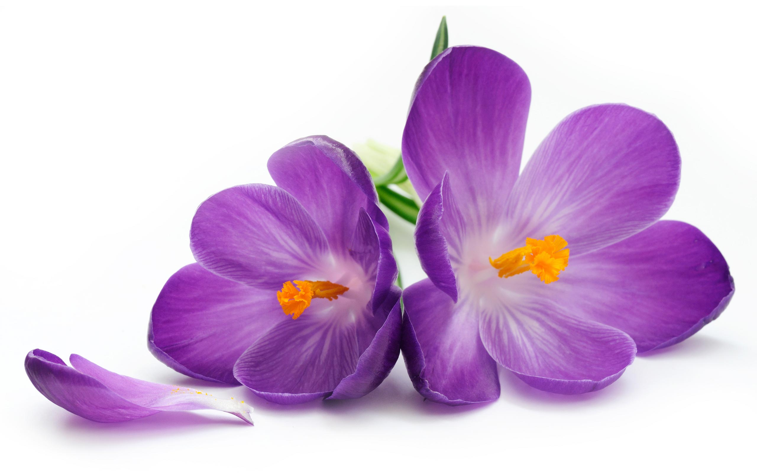 Images Of Purple Flowers Gallery