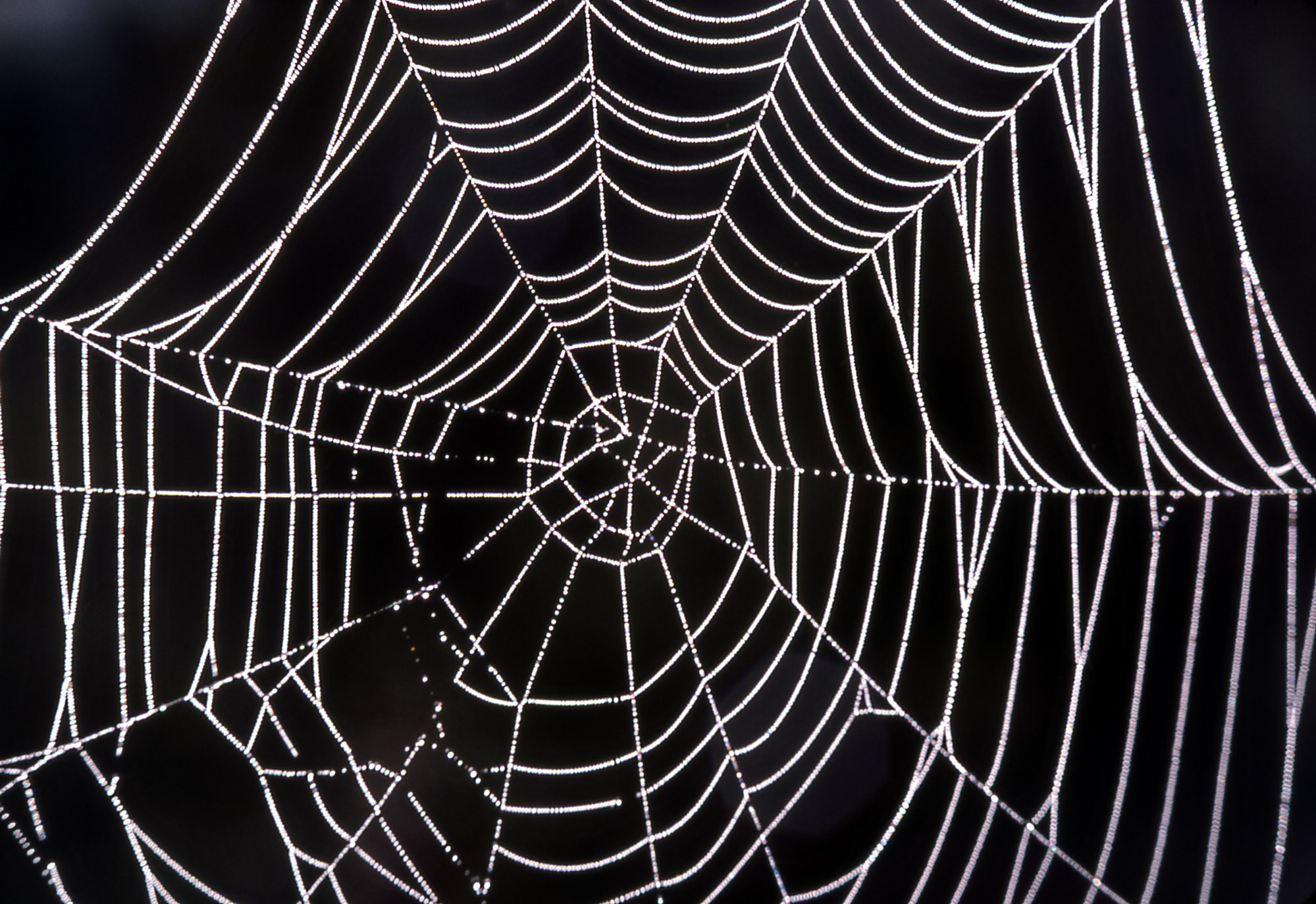 spider webs background.