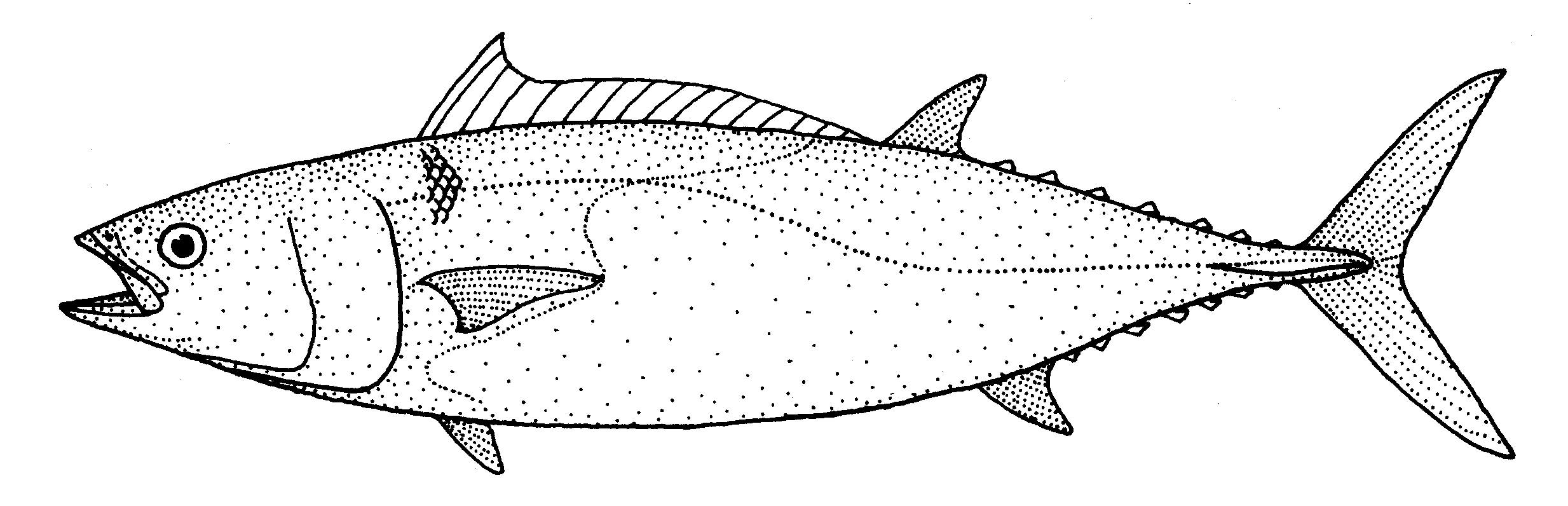 Tuna Fish Drawing 57104 | ZWALLPIX