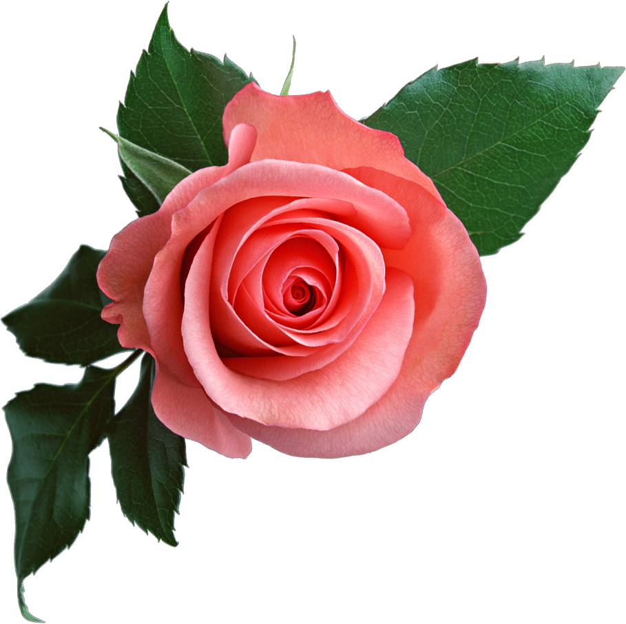 rose PNG