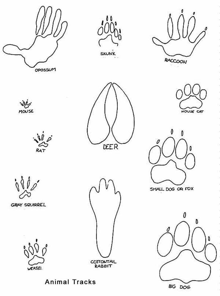 animal prints on Clipart library | Animal Tracks, Footprint and Track